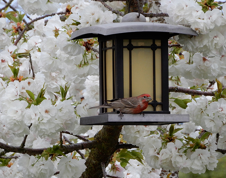 Cherry and Finch
