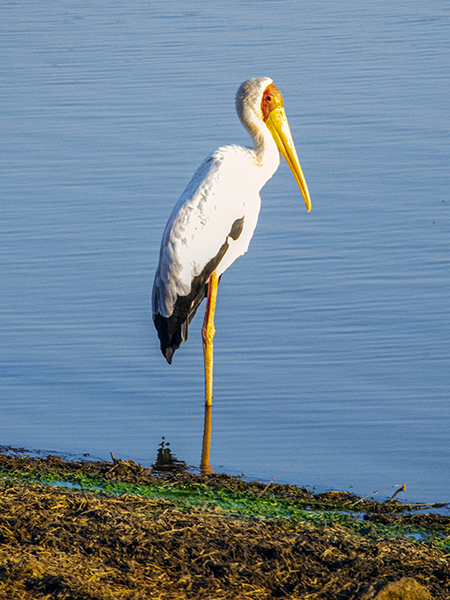 Yellow Billed Stork