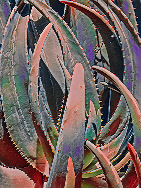 Aloe #2