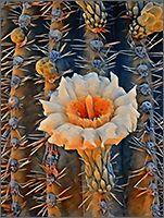 Saguaro #4