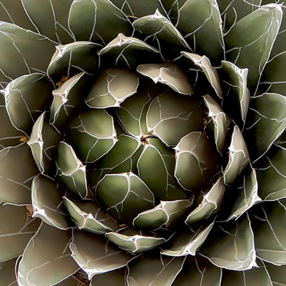 Agave Square