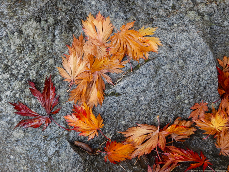 Kubota Autumn Leaves