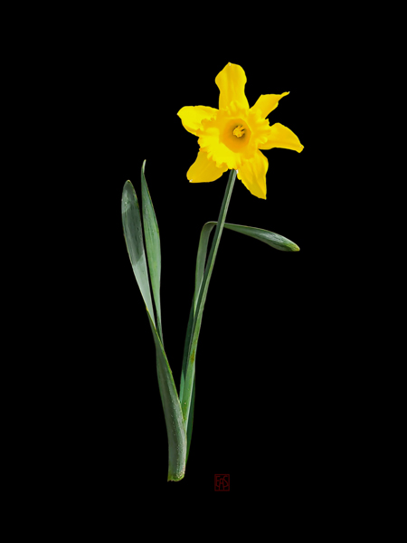 Solo Daffodil