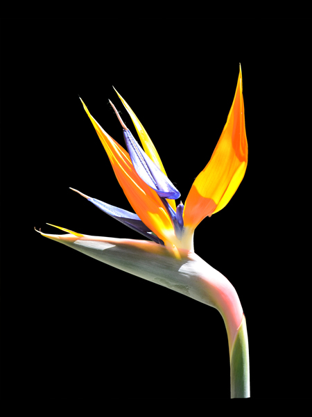 Crane Flower #2