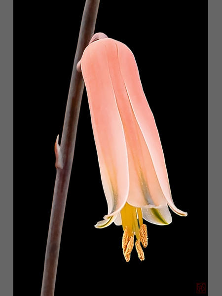 Aloe Blossom
