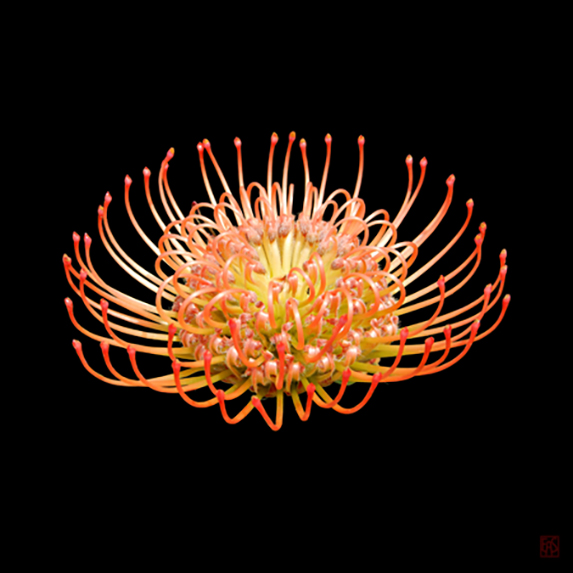 Kirstenbosch Leucospermum cordifolium
