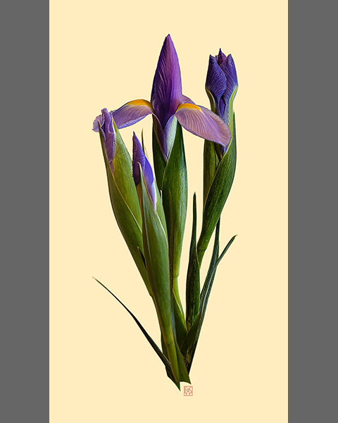 The Irises