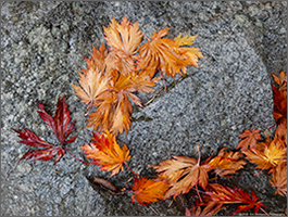 Kubota Autumn Leaves
