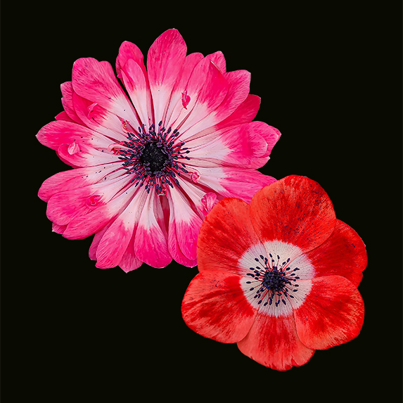 Anemones