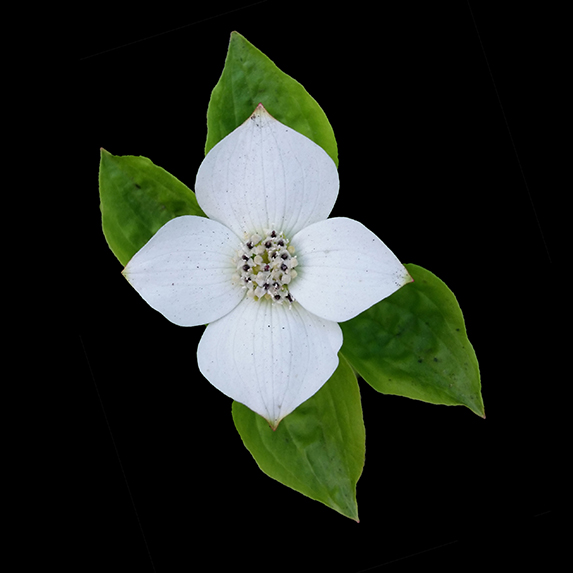 Dogwood