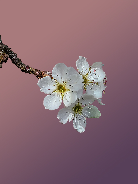 Plum Blossoms