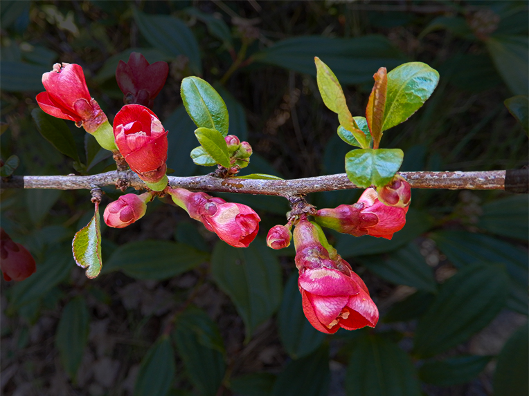 Flowering Quince