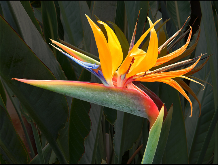 Crane Flower