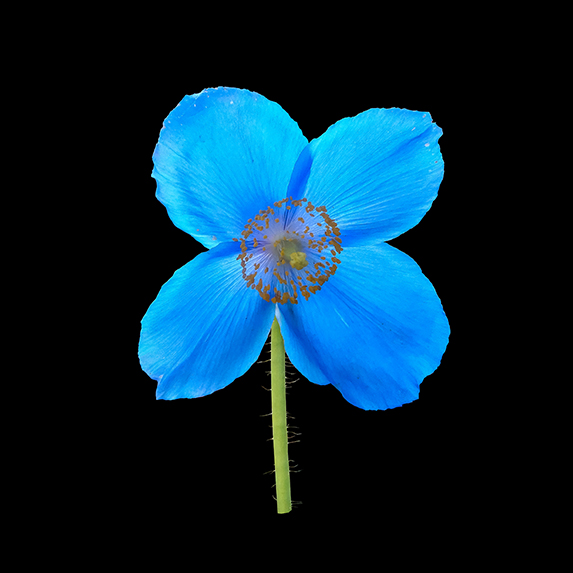 Blue Poppy