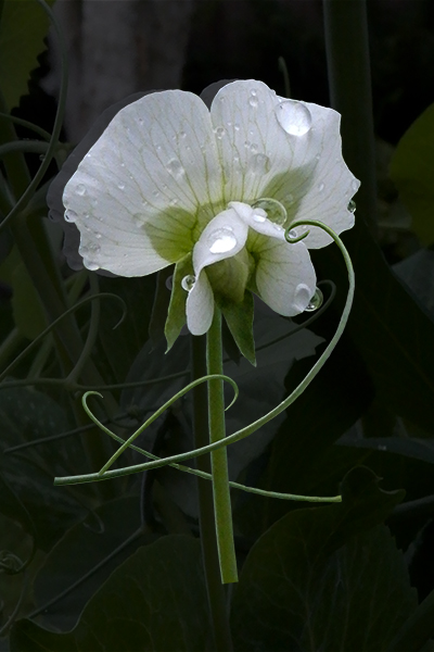 Garden Pea