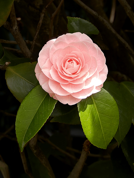 Camellia