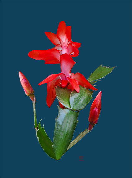 Schlumbergera truncata