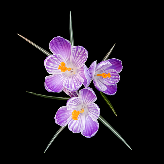 Crocus