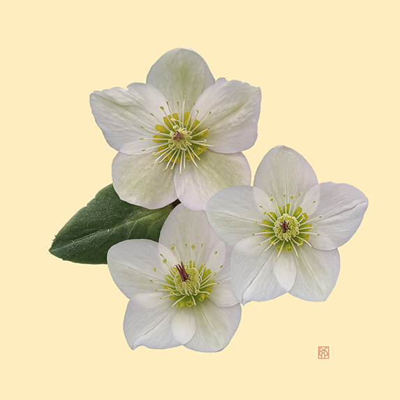 Hellebore Trio