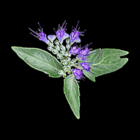 Caryopteris