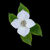 Dogwood