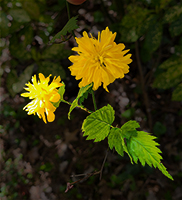 Kerria japonica