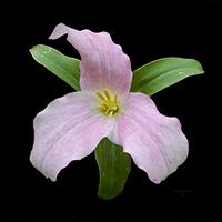 Trillium