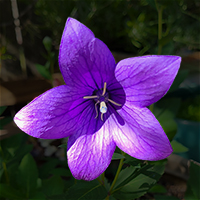 Balloon Flower