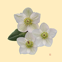 Hellebore Trio