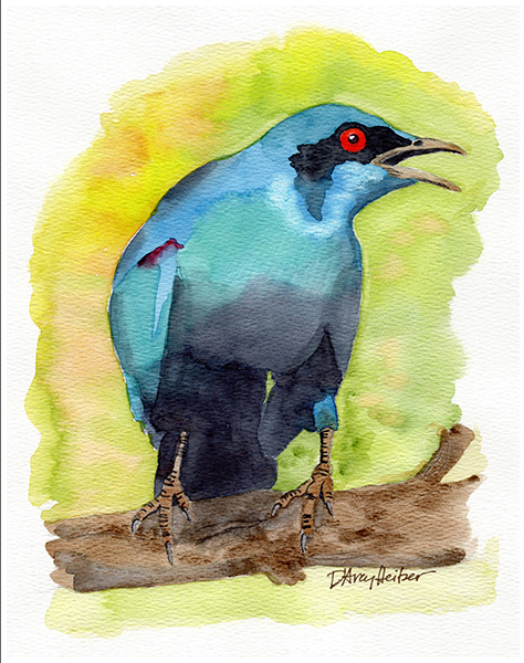 Glossy Cape Starling