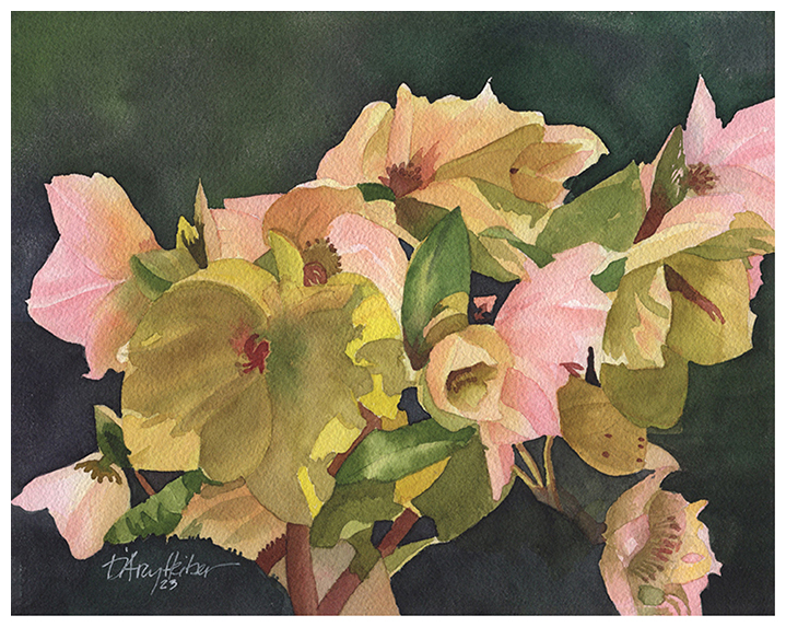 Hellebores