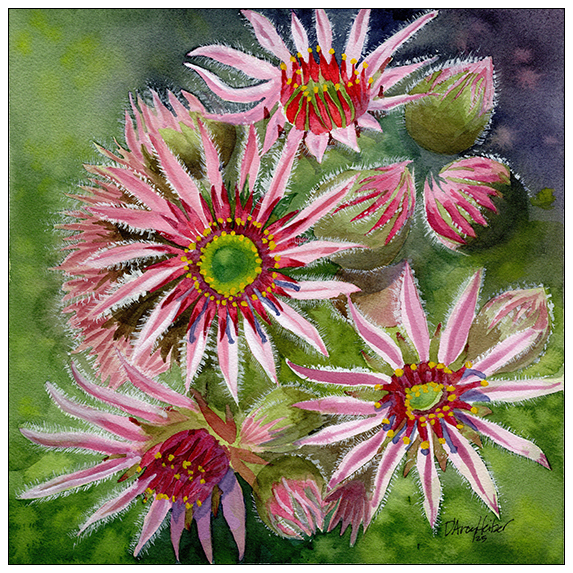Constellation sempervivum