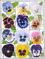 A Dozen Pansies