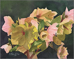 Hellebores