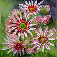 Constellation sempervivum